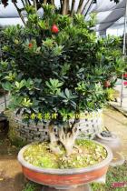 四季红山茶